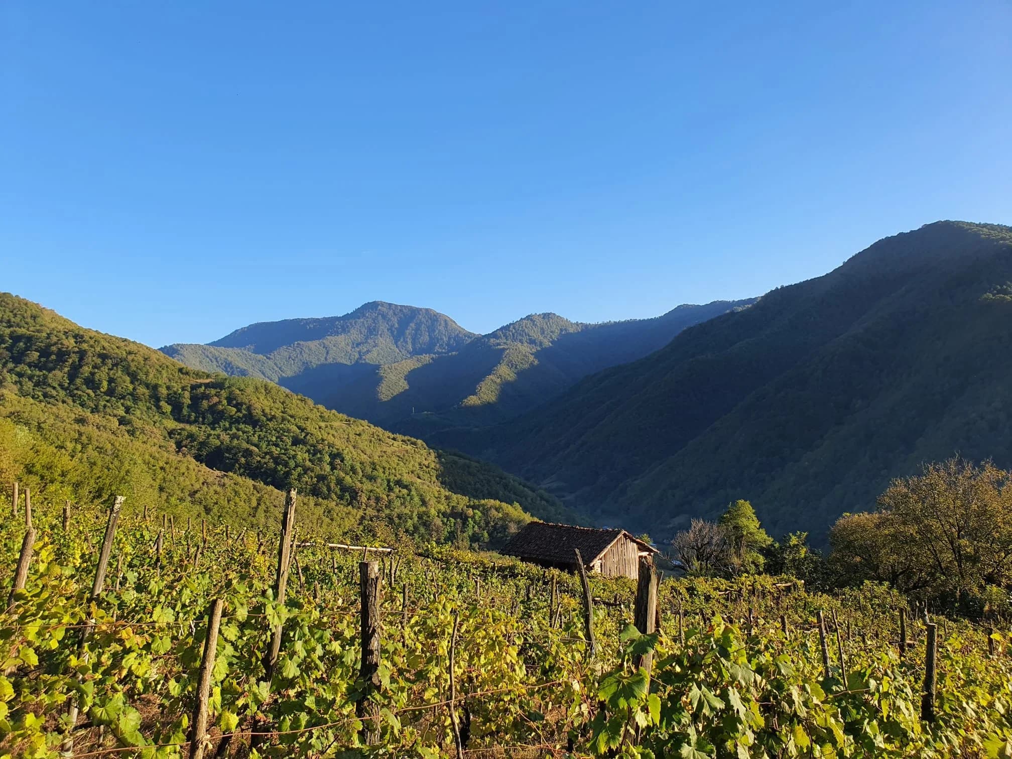 View across the vineyards towards the mountains
