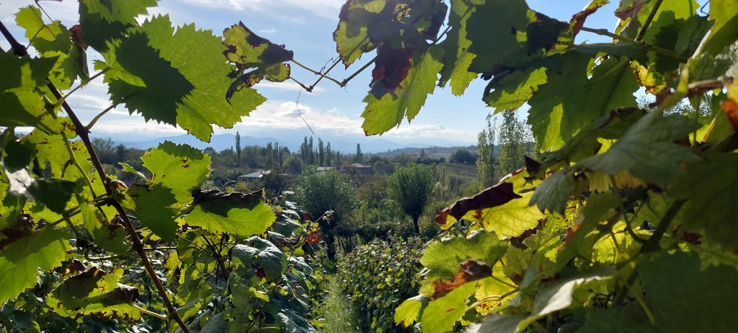 Vineyards in the mountains of western Georgia