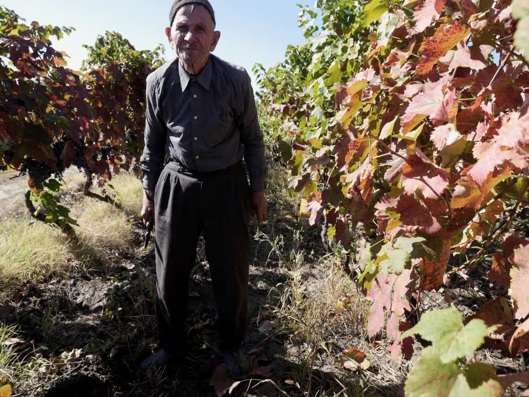Winegrower between the vines at harvest time